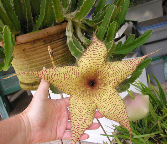 Stapelia Gigantea Star-Shaped Succulent