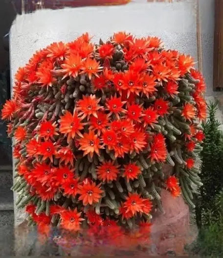 Red Chief - Peanut Cactus