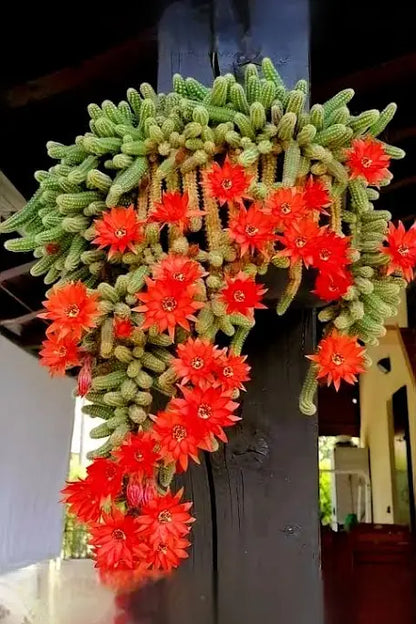 Red Chief - Peanut Cactus