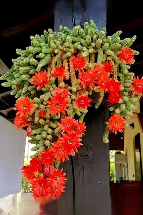 Red Chief - Peanut Cactus