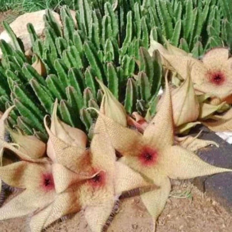 Stapelia Grandiflora, often called starfish cactus or carrion flower is a fascinating succulent plant. With unique star-shaped flowers with intricate patterns.