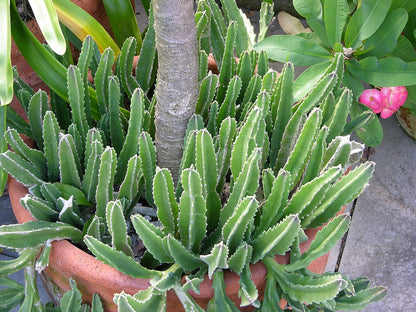 Stapelia Gigantea Star-Shaped Succulent
