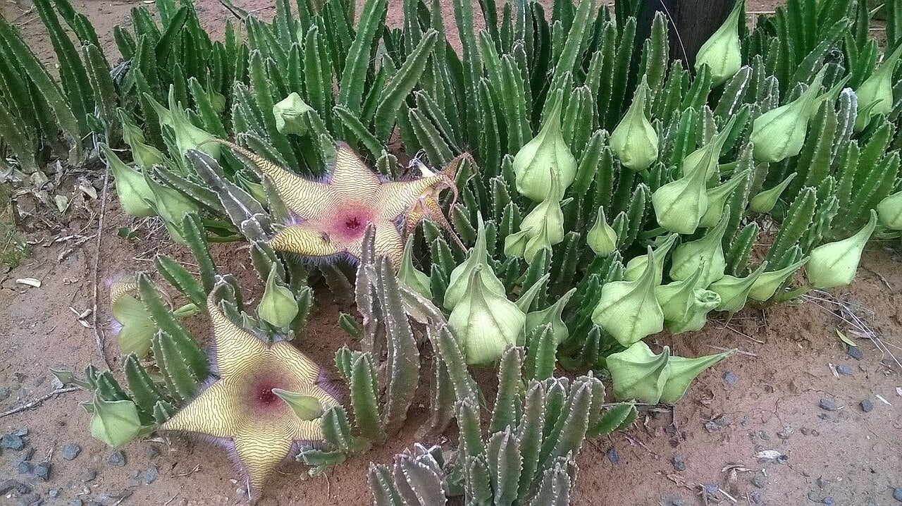 Stapelia Gigantea Star-Shaped Succulent