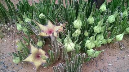 Stapelia Gigantea Star-Shaped Succulent