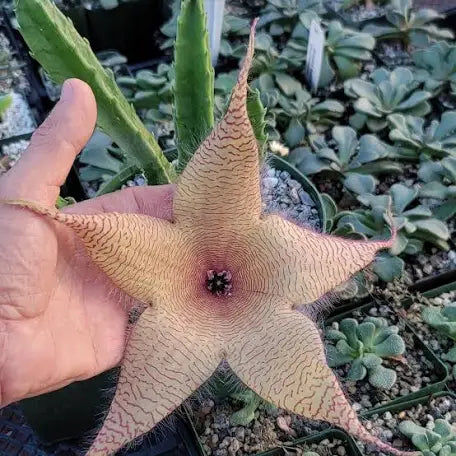 Stapelia Grandiflora, often called starfish cactus or carrion flower is a fascinating succulent plant. With unique star-shaped flowers with intricate patterns.