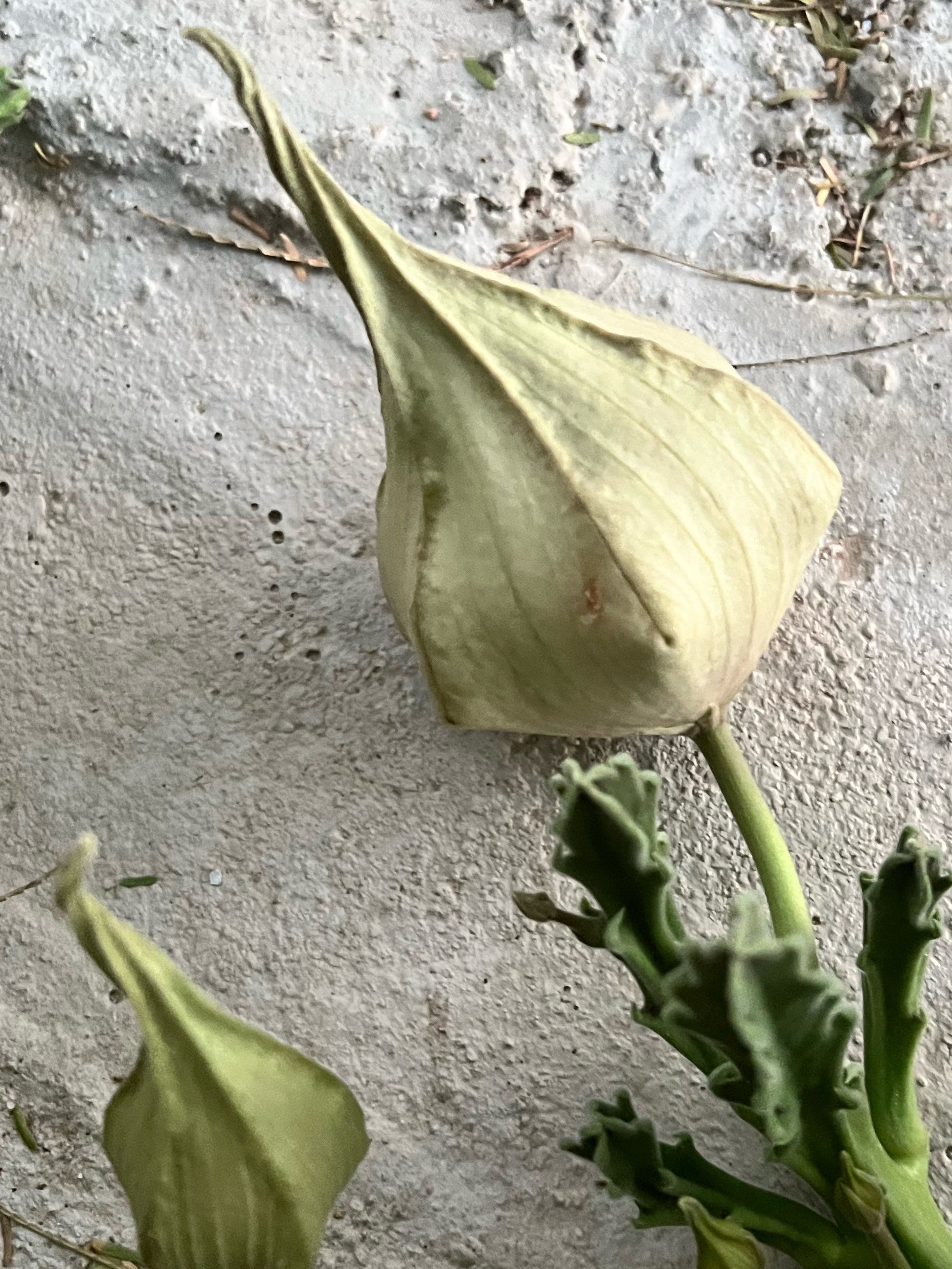Stapelia Grandiflora, often called starfish cactus or carrion flower is a fascinating succulent plant. With unique star-shaped flowers with intricate patterns.