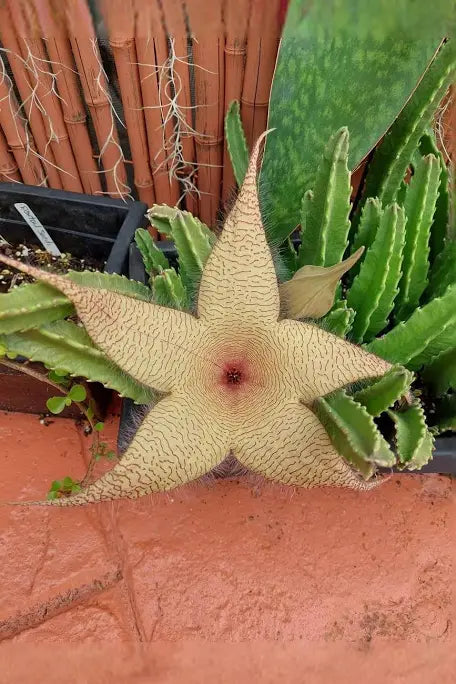 Stapelia Grandiflora, often called starfish cactus or carrion flower is a fascinating succulent plant. With unique star-shaped flowers with intricate patterns.