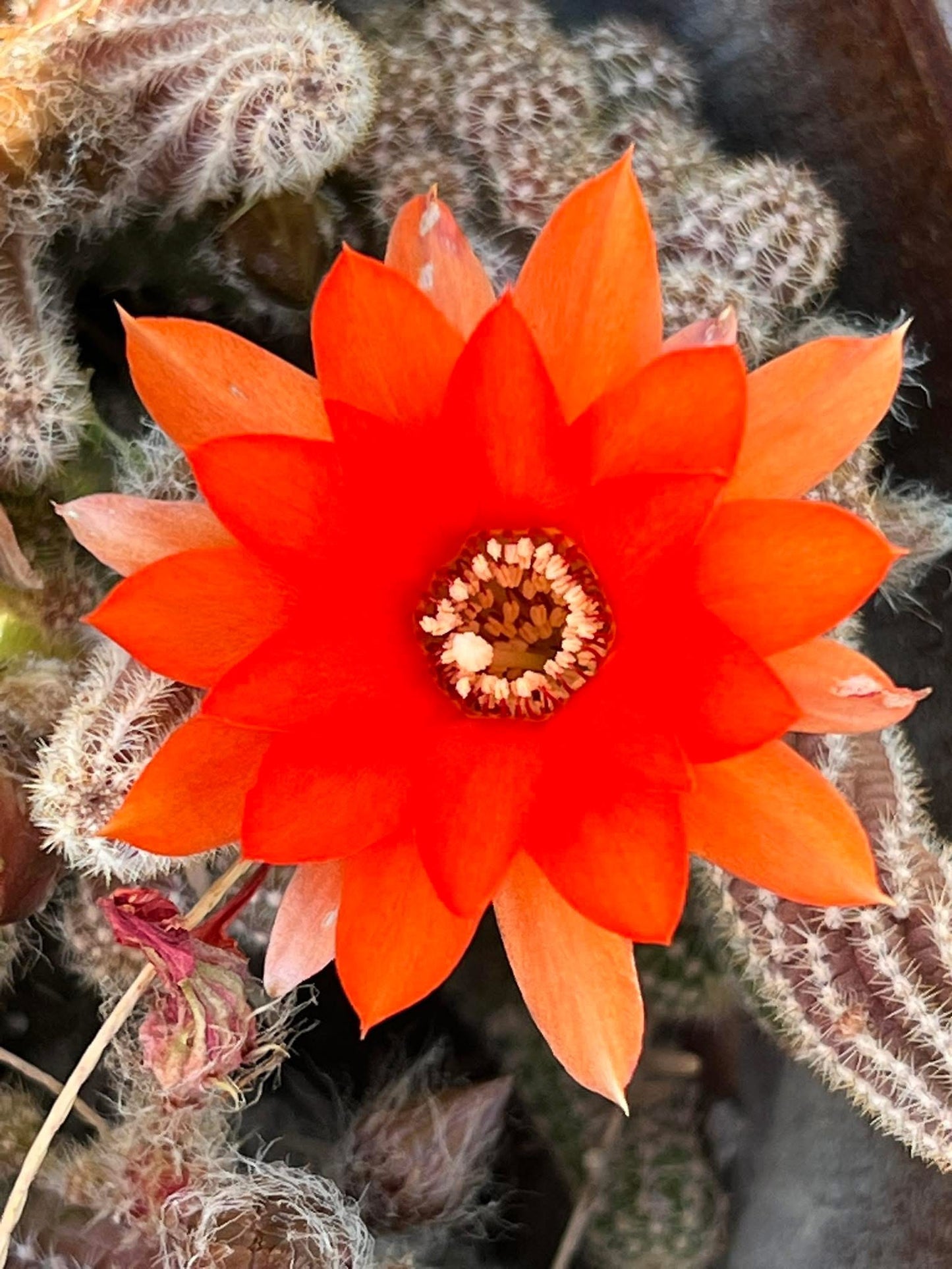 Red Chief - Peanut Cactus