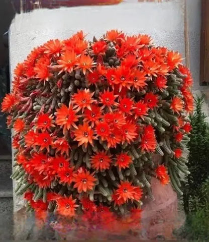 Red Chief - Peanut Cactus