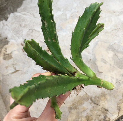 Stapelia Grandiflora, often called starfish cactus or carrion flower is a fascinating succulent plant. With unique star-shaped flowers with intricate patterns.